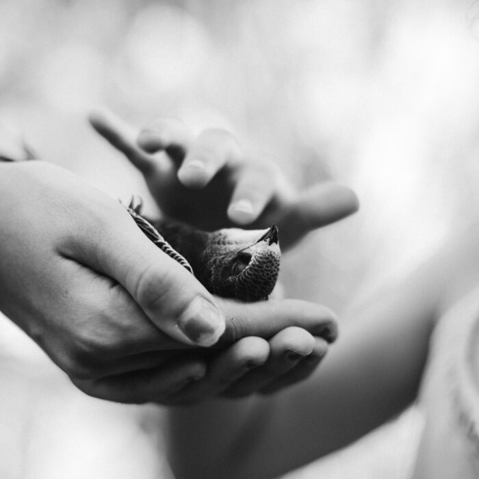 bird in hands