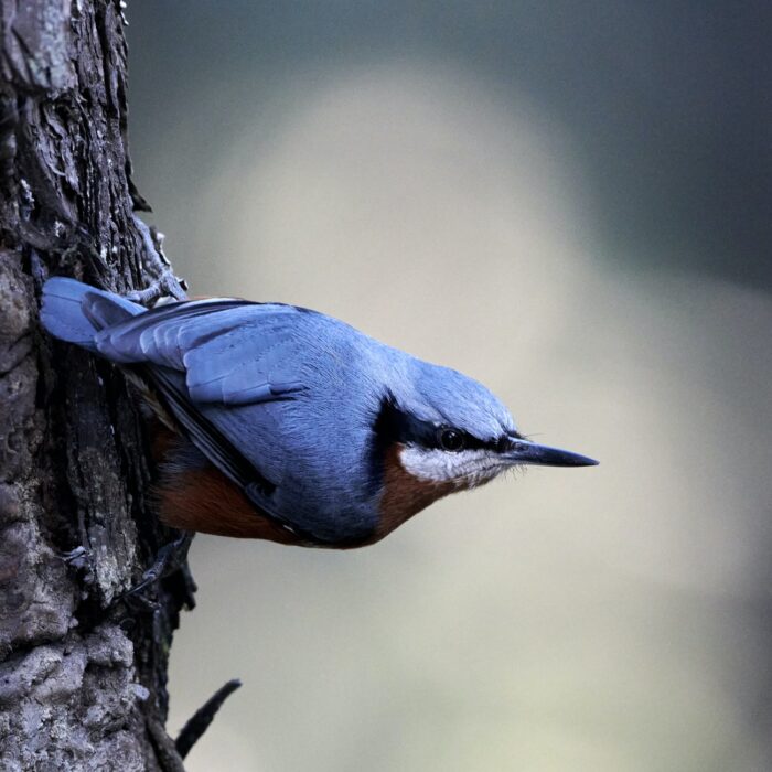 blue bird on a tree