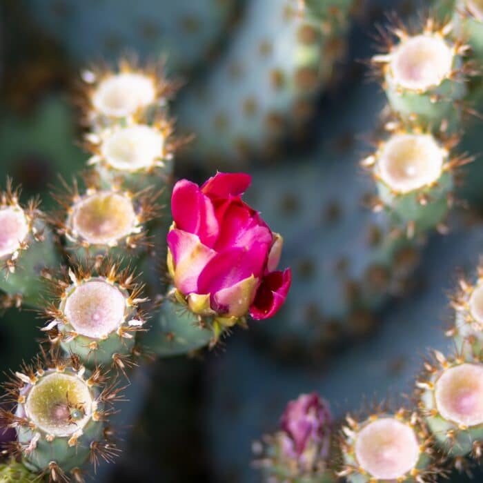 cactus and a flower