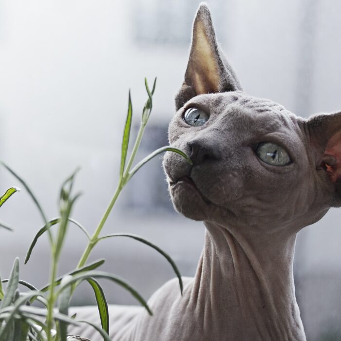hairless cat by plant