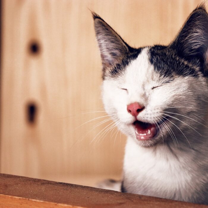 cat that is laughing