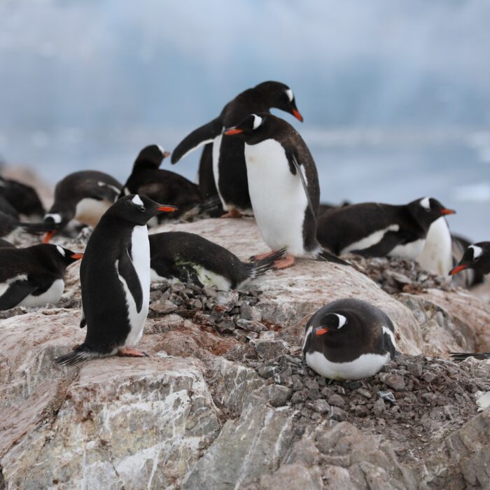 penguins on a rock