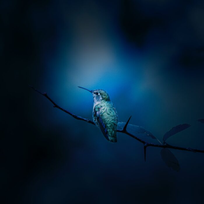 blue bird on a branch with a blue background