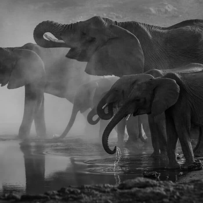 elephants cleaning themselves