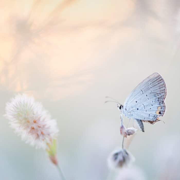 soft butterfly on flowers