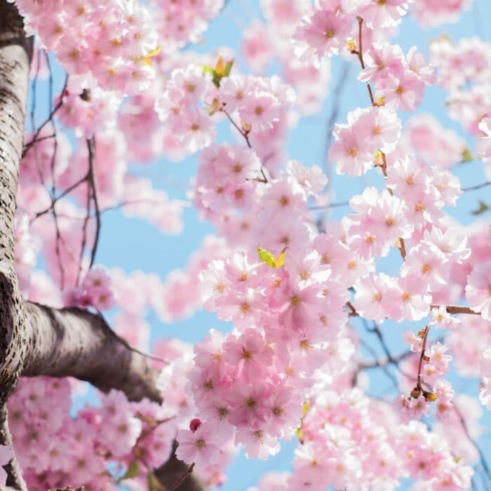 cherry blossoms on tree with sky