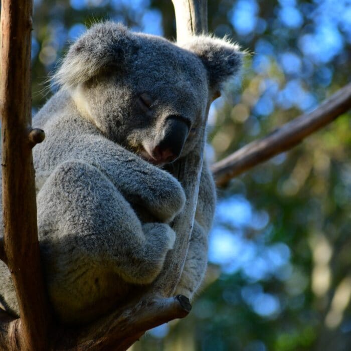 koala in a tree