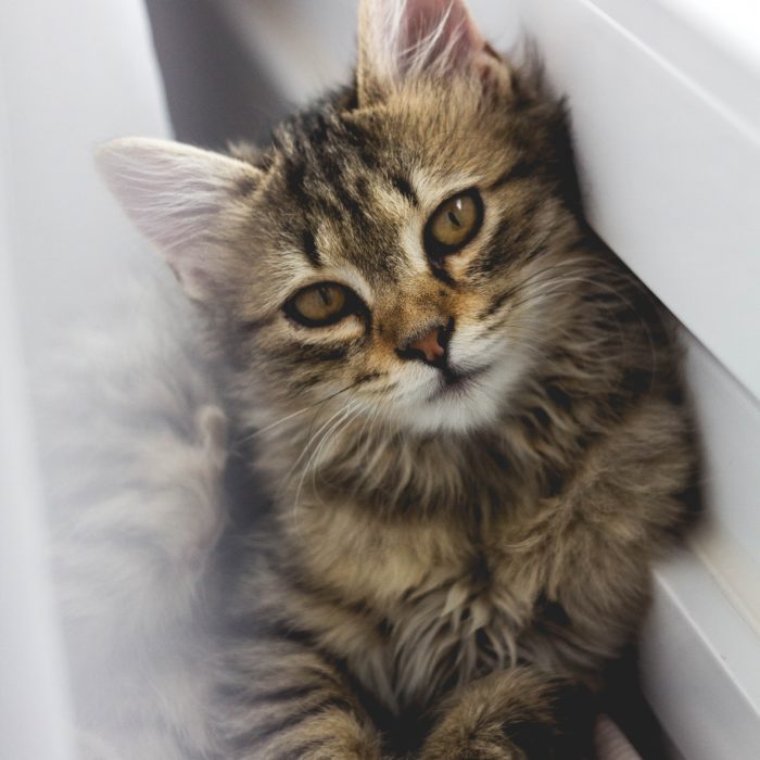 cat resting against the wall