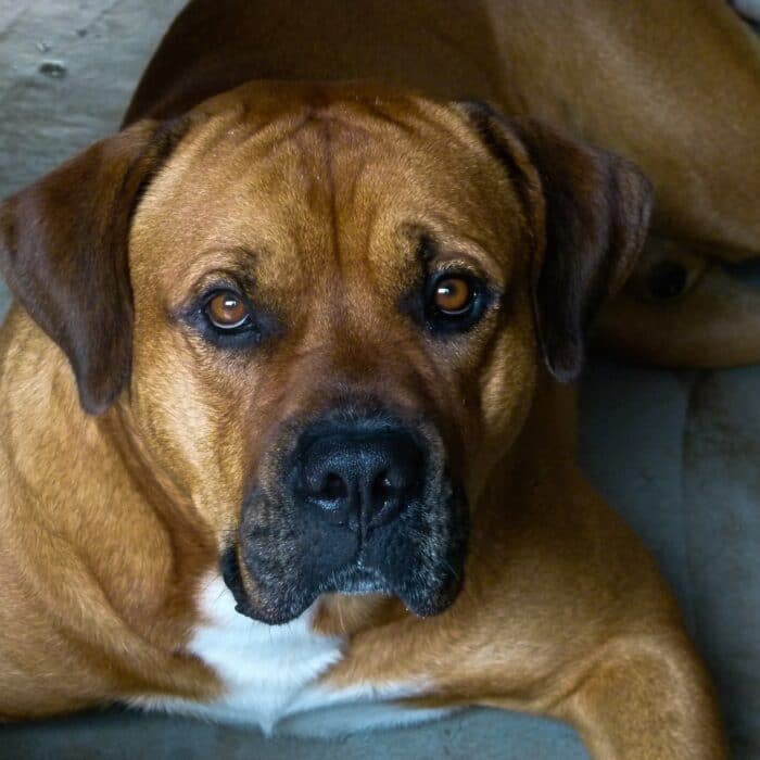 boxer dog laying on the ground