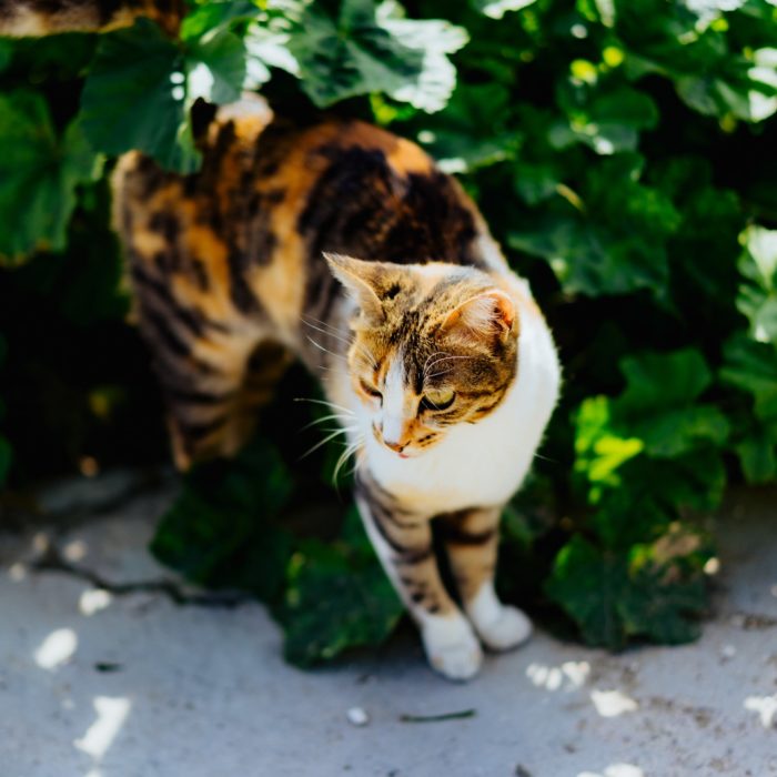 orange and brown and white cat