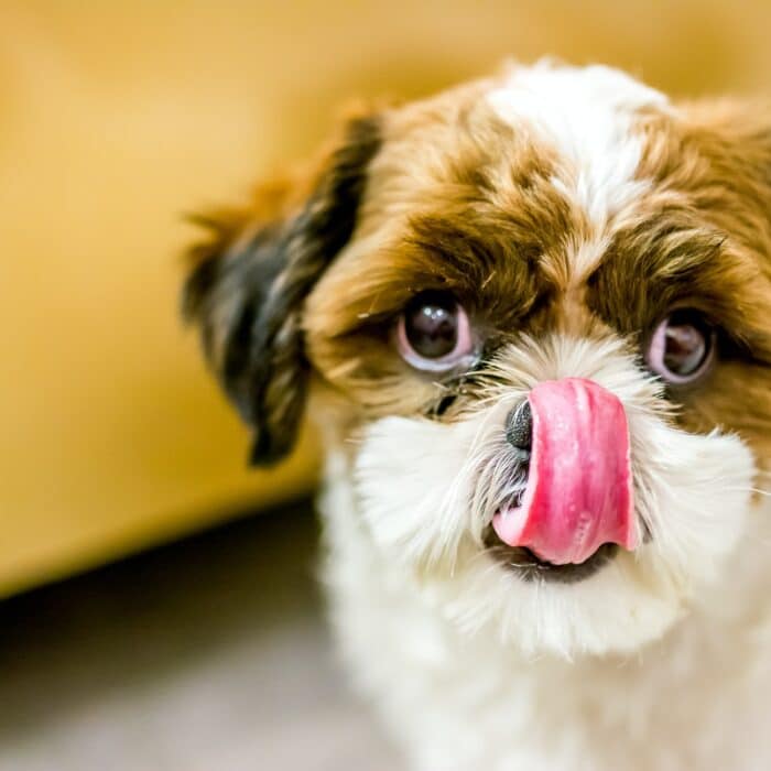 dog licking its face