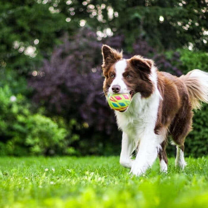 dog running with a ball