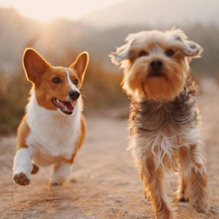 two dogs running down path