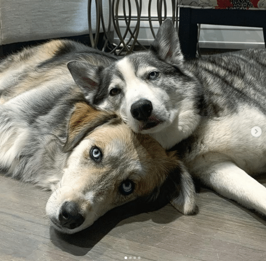 halfhuskybros