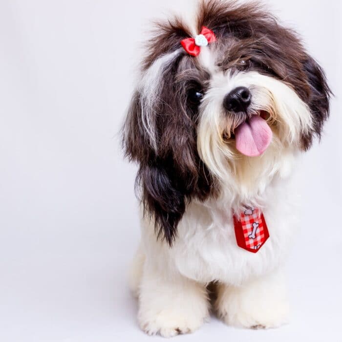 happy dog with tongue sticking out