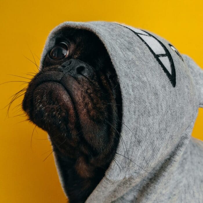 dog with a hoodie pug