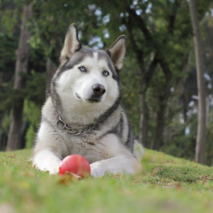 husky dog with a ball in the park