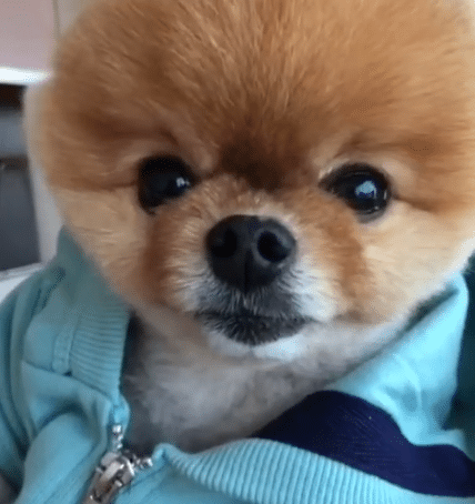 jiffpom