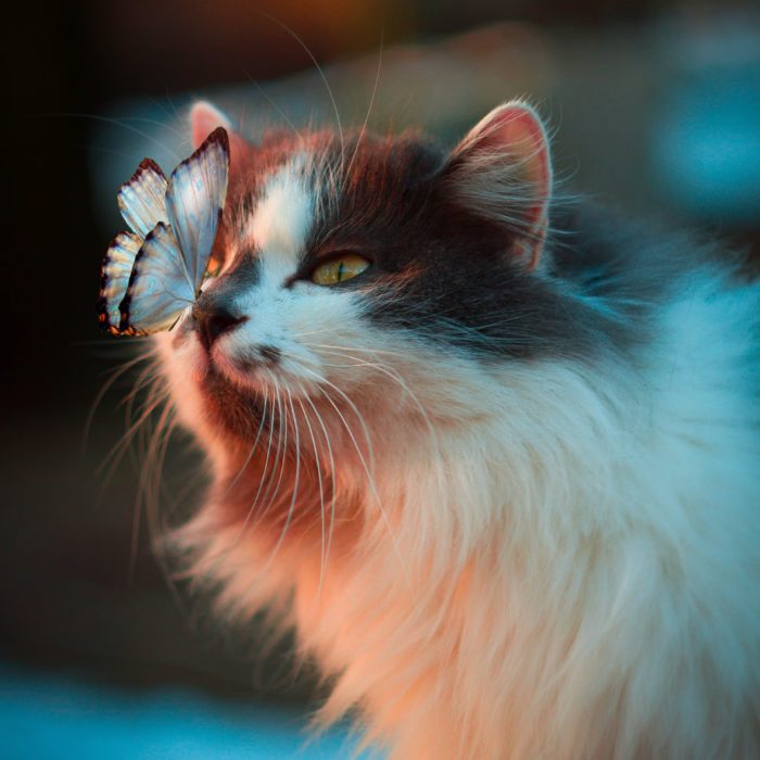 cat with butterfly on its nose