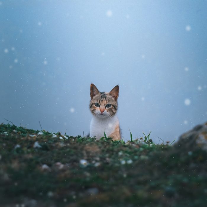 cat with snow falling