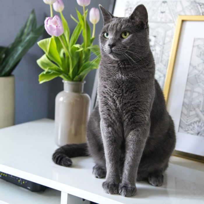 grey cat on dresser