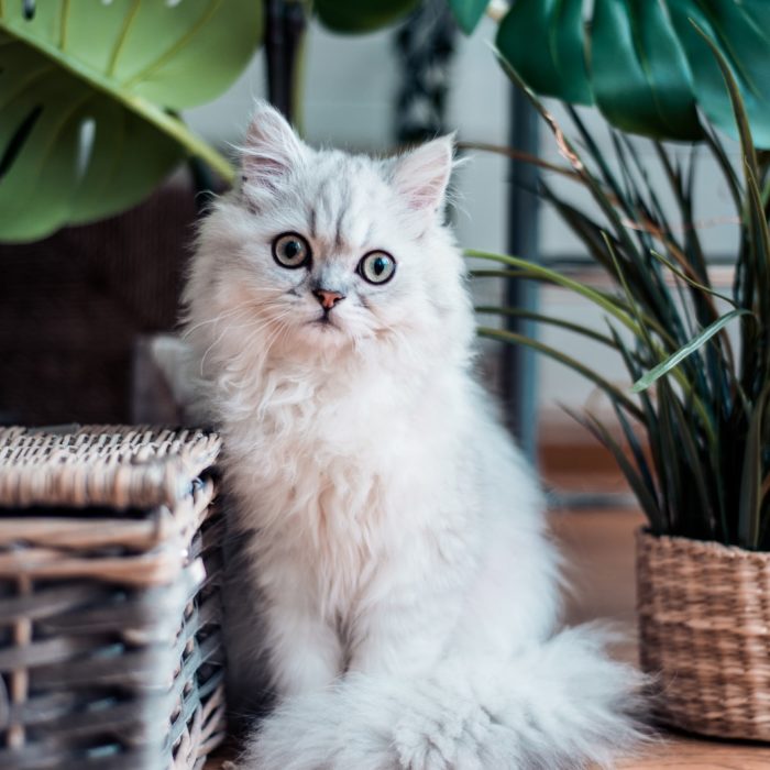 white cat next to basket