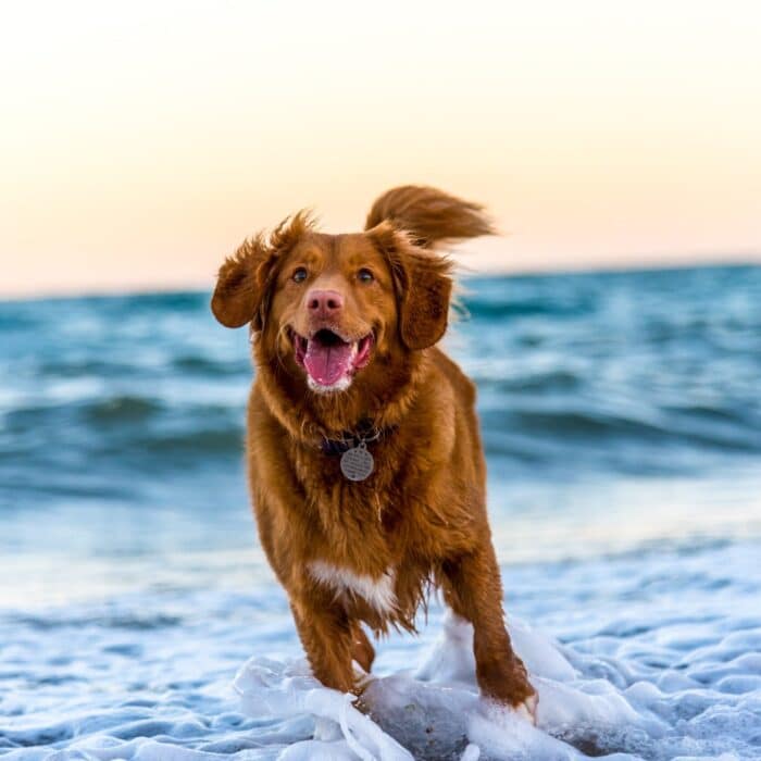 dog running through the waves