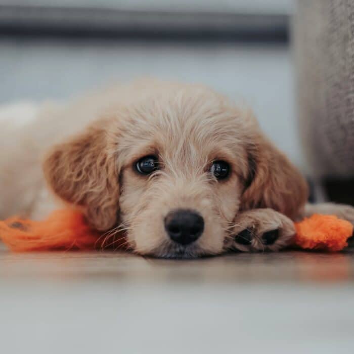 sleeping dog on the ground