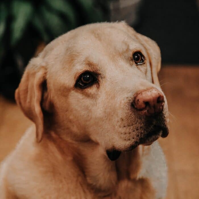 yellow lab will be sitting and looking up dog