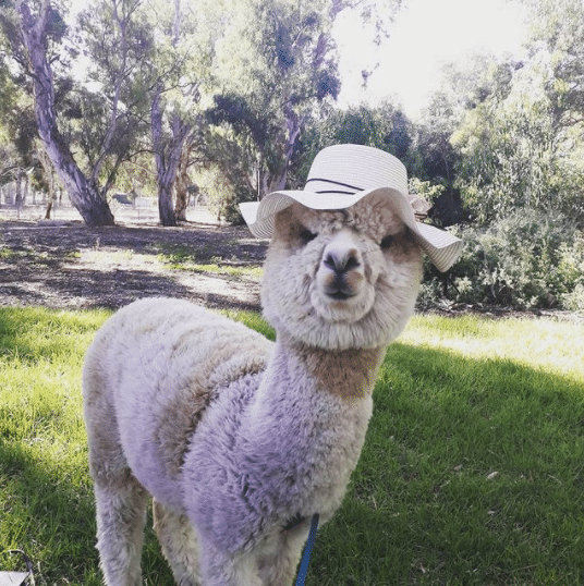 alfie the alpaca profile