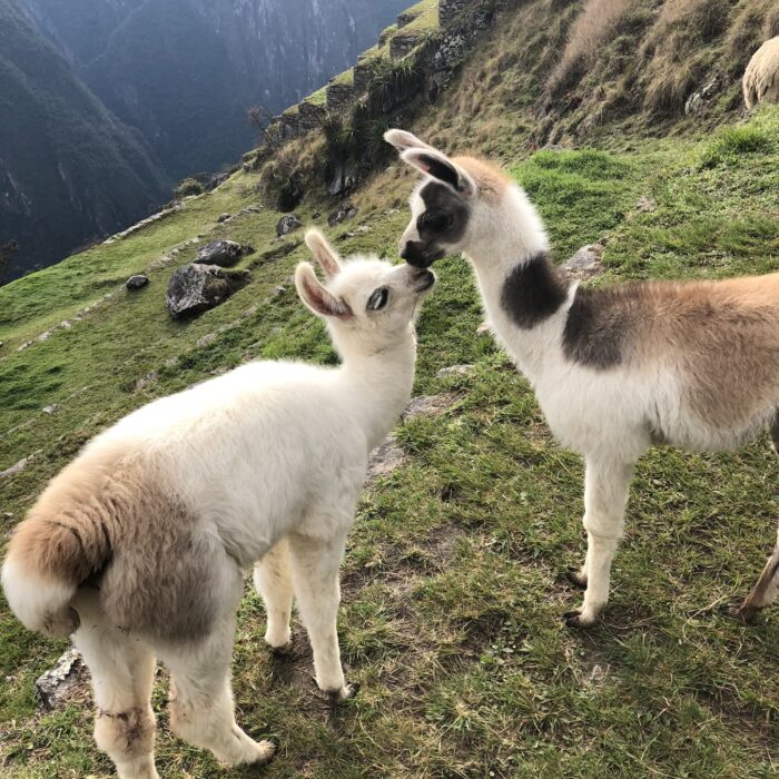 alpacas on a mountain top
