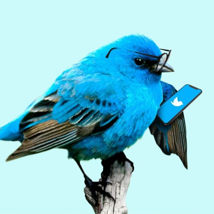 blue bird twitter glasses