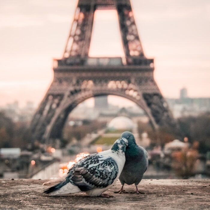 birds kissing at the eiffle tower landscape