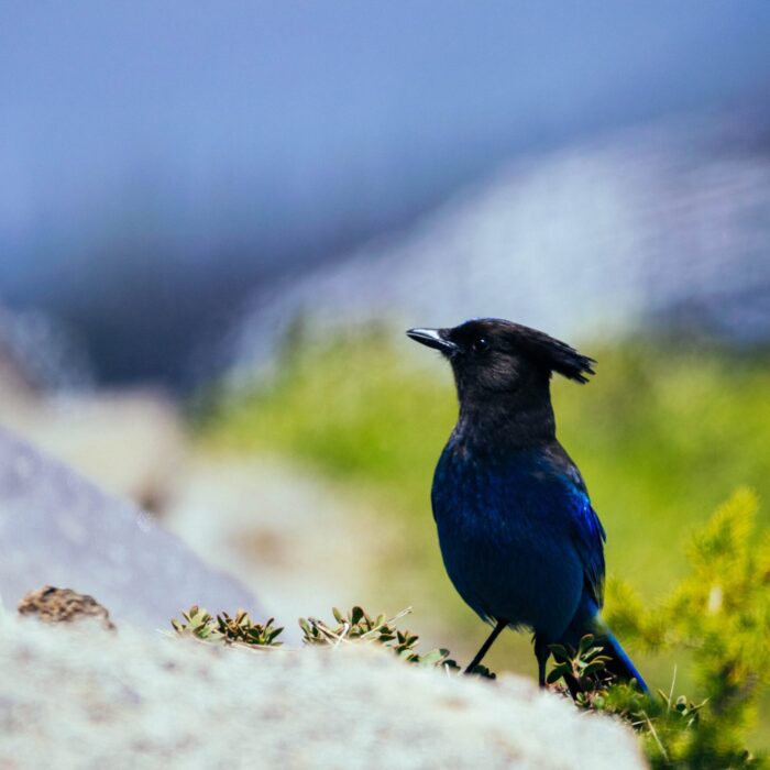 blue jay bird on the ground