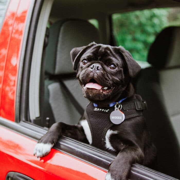 dog named moose in car pug