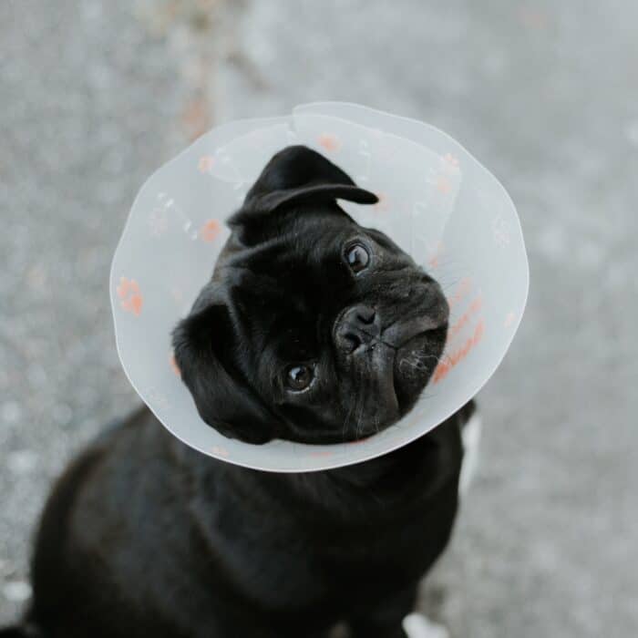 embarrassed dog with dog cone pug