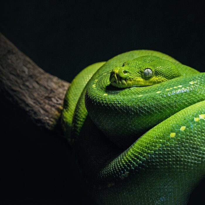 green snake resting on a branch