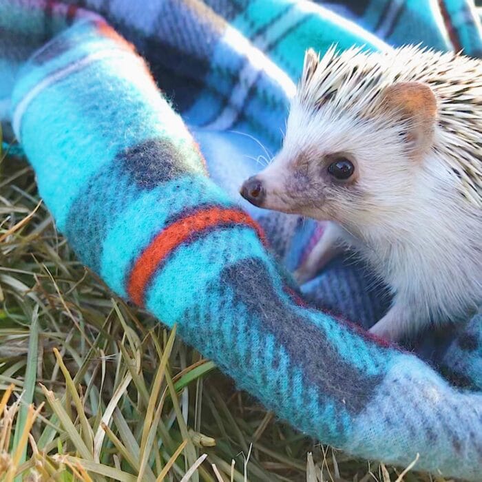 pet hedgehog on a blanket