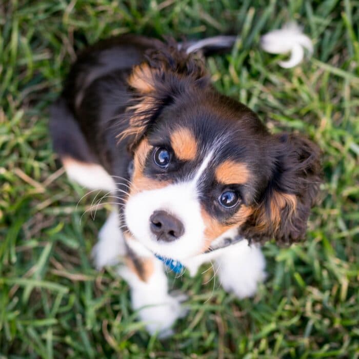 puppy looking up at camera dog