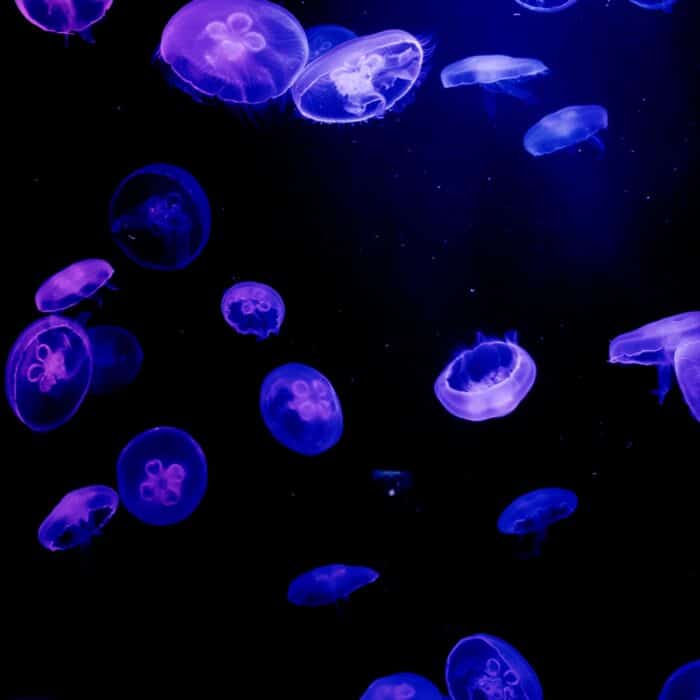 jellyfish swimming in water