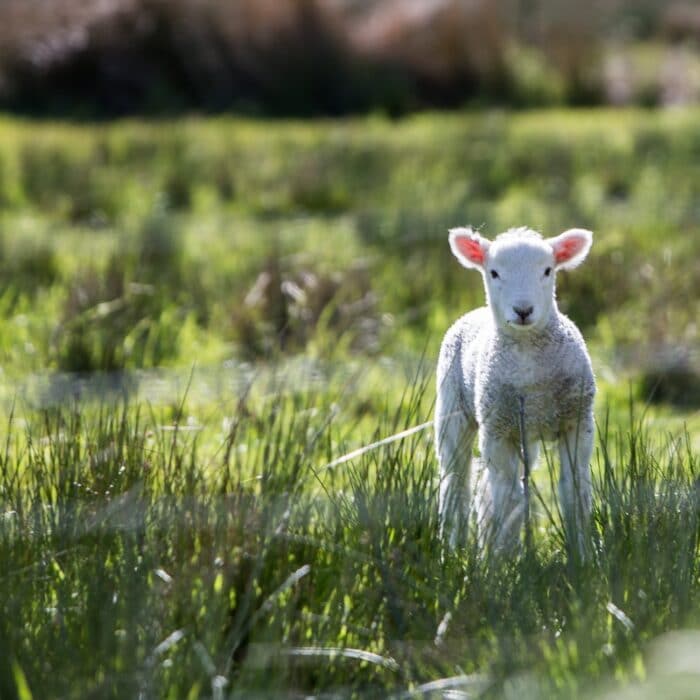 a lamb standing outside of a fence