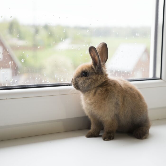 rabbit sitting in a window sill