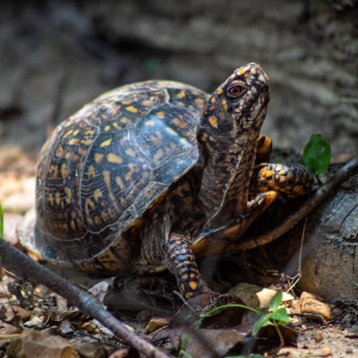 tortoise walking on a path pet