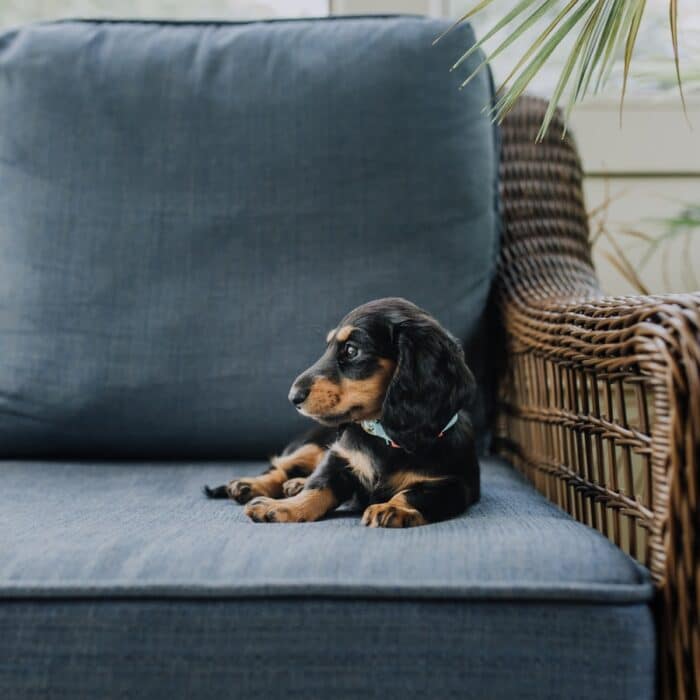 wiener dog sitting on a couch
