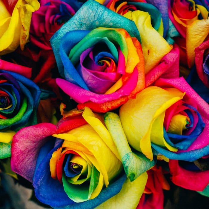 roses that are multi-colored