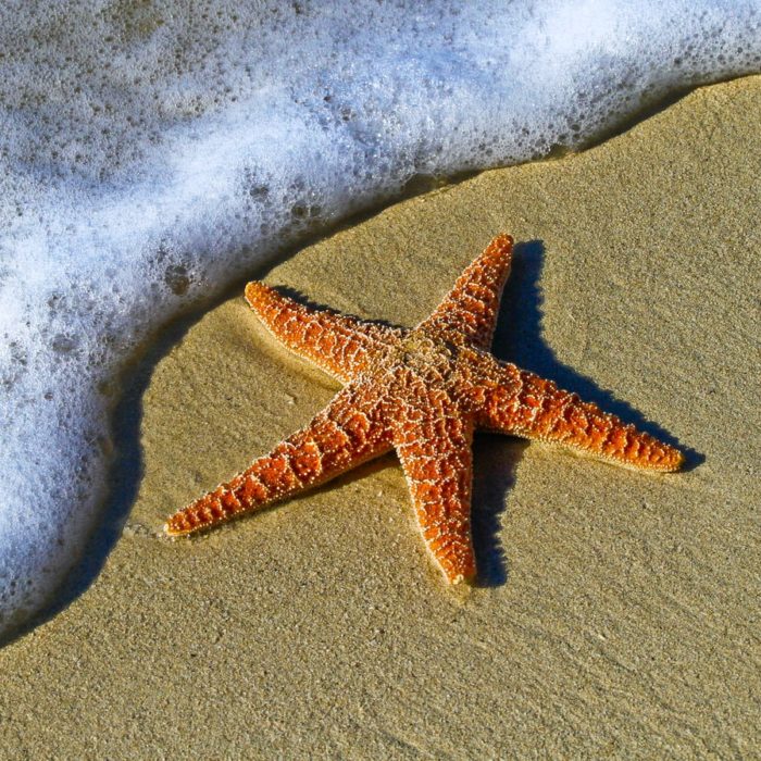 sea star on beach