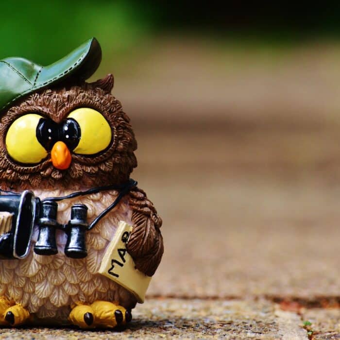 owl with binoculars