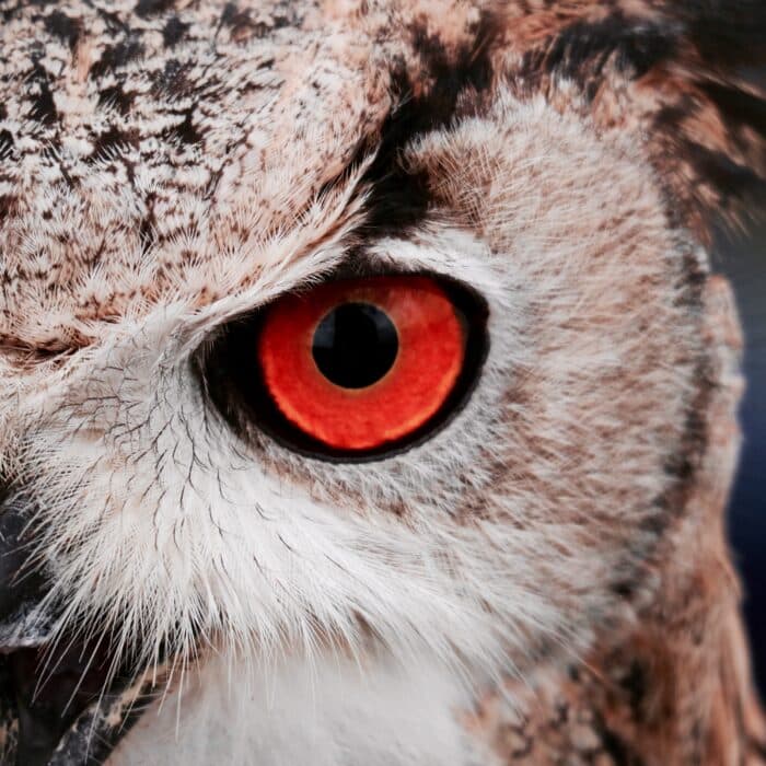 red eye owl