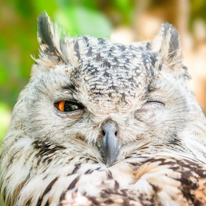 Wink owl