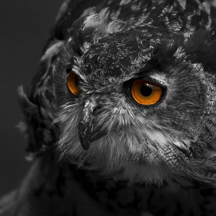 gray owl